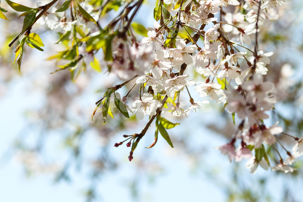 봄,봄날,봄꽃,꽃,벚꽃,식물,아름다운,계절,백색,화이트,flower,season,spring,cherryblossom,white