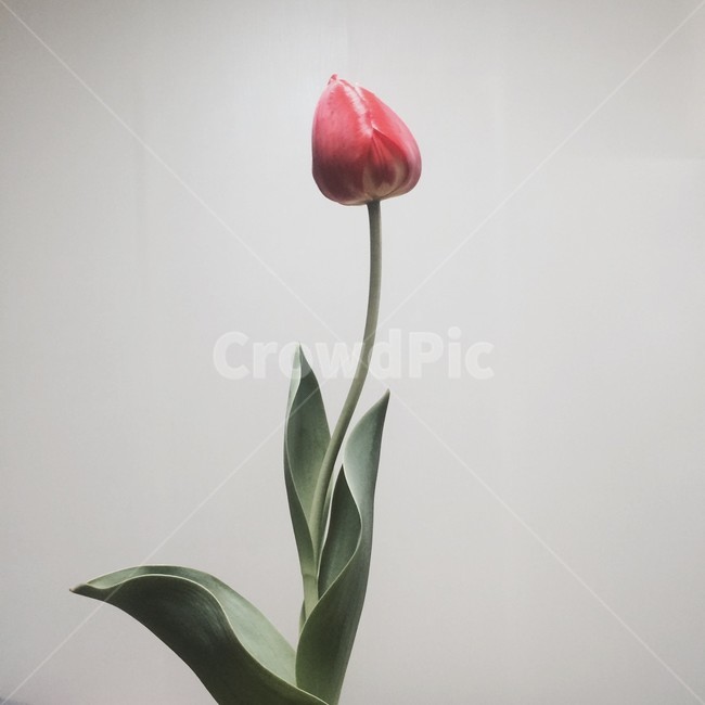튤립,꽃,한송이,tulip,꽃한송이