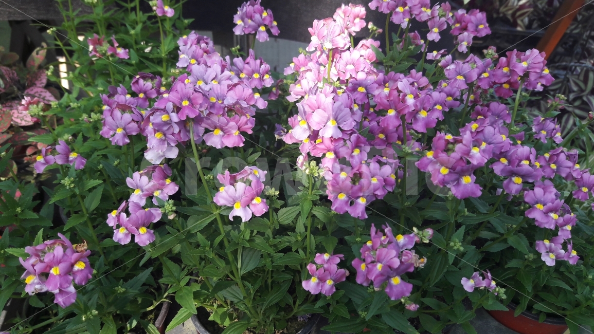 꽃,초록,노란,보라,햇빛,식물,자연,plants,nature,꽃,flower