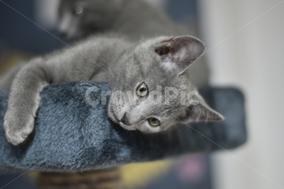 반려동물,고양이,러시안블루,애완동물,가족,동물,animal,포유류,mammal,고양이,cat,kitten,kitty
