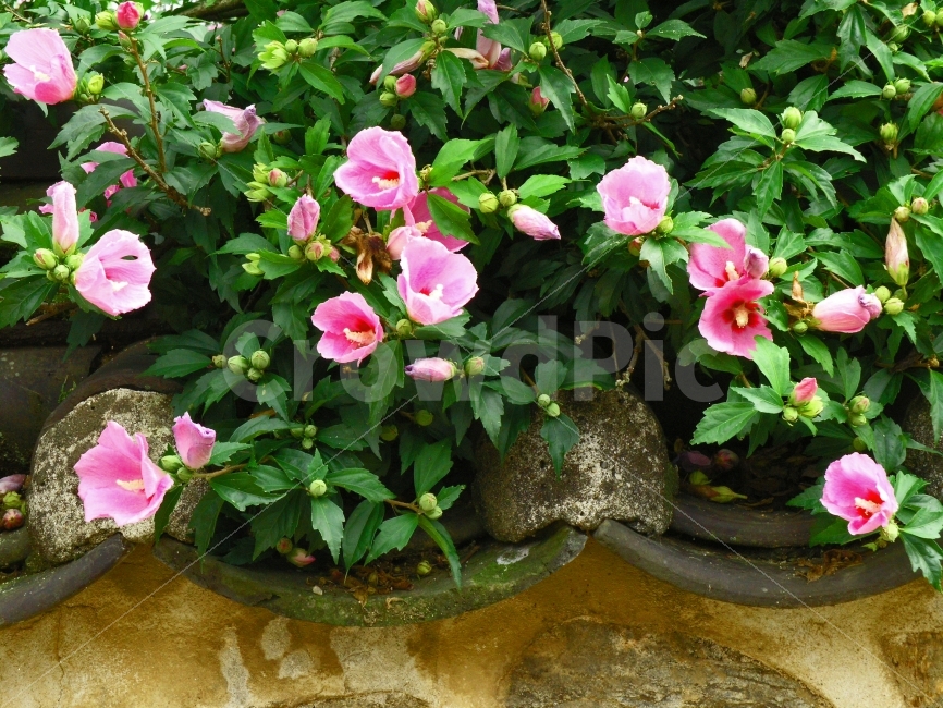 country,pink,beauty,taste,beautiful,ours,Chrysanthemum,web,flower bud,draft,design,tile,tradition,flowers,green,national flower,countryside,mobile,Korean,korea,contents,Folk Village,home page,plant,Rose of Sharon,deciduous shrub,stonewall,tree flower,fenc