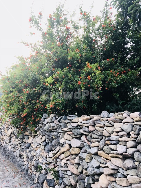 돌담,돌담길,꽃나무,석류나무,여유,자연,자연,풍경,nature,landscape,rubble,파편,slate,슬레이트