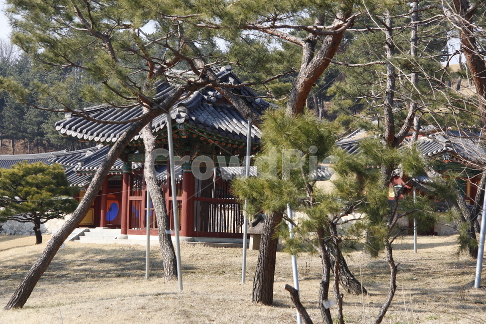 안마당,옥외,고적,소나무,사당,한옥