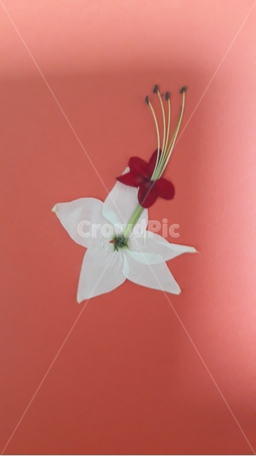 꽃,들꽃,야생화,물방울,꽃술,꽃봉오리,식물,자연,plants,nature,꽃,flower