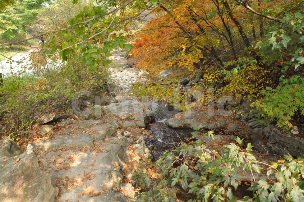 단풍,계곡,물가,물,여름,피서,가족,자연,안정,행복,가을,계절,자연,풍경,nature,landscape,가을,계절,fall,autumn,season,water,tree,나무,plant,식물,outdoors,옥외,creek,작은 만,stream,흐름,leaf,잎