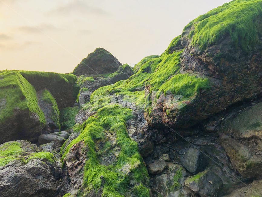 일몰,sunset,바다,감성,태양,선셋,자연,풍경,nature,landscape,moss,이끼,plant,식물