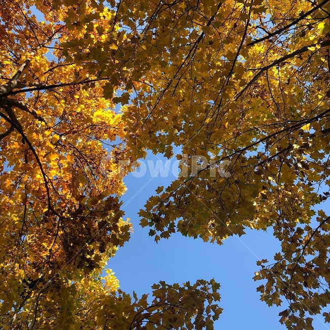 하늘,가을,단풍,풍경,fall,sky,yellow,계절,배경,분위기,감성,느낌
