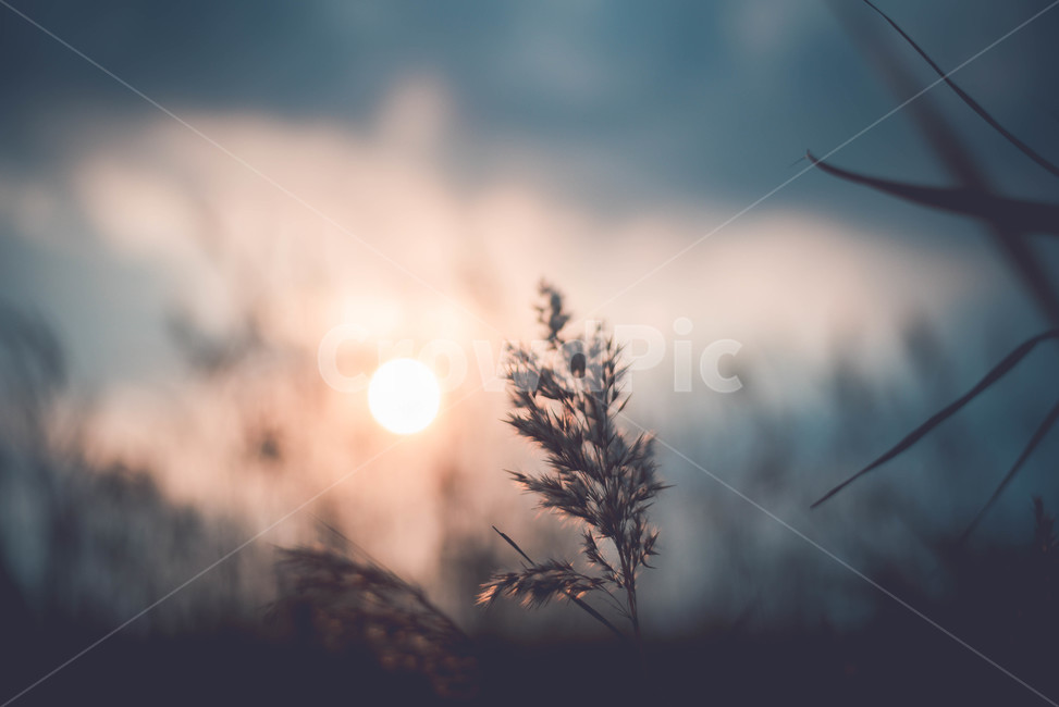 grass,plant,식물,lawn,잔디,식물,자연,plants,nature
