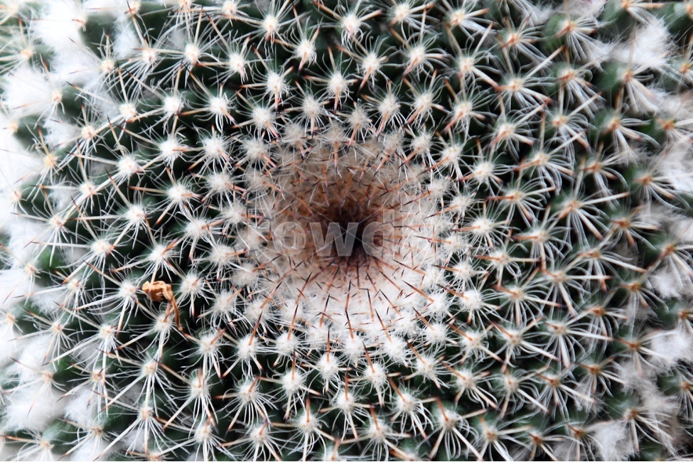 선인장,화분,가시,실내,식물,자연,화초,식물,자연,plants,nature