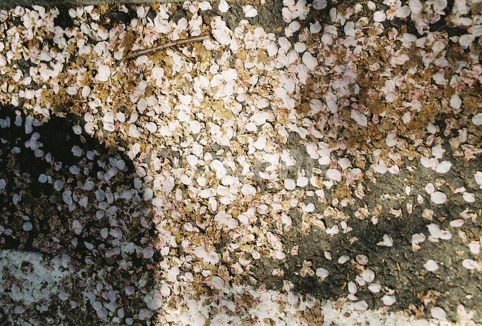 tree,나무,식물,꽃,봄