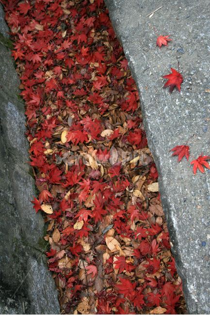 단풍,낙엽,가을,잎,plants,nature,가을,계절,fall,autumn,season,leaf,plant,식물,tree,나무,maple