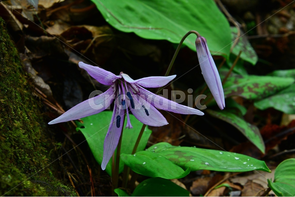 plant,식물,blossom,flower,꽃,야생화,봄꽃,얼레지,얼레지꽃,보라색,보라색꽃,식물,자연,plants,nature,꽃,flower