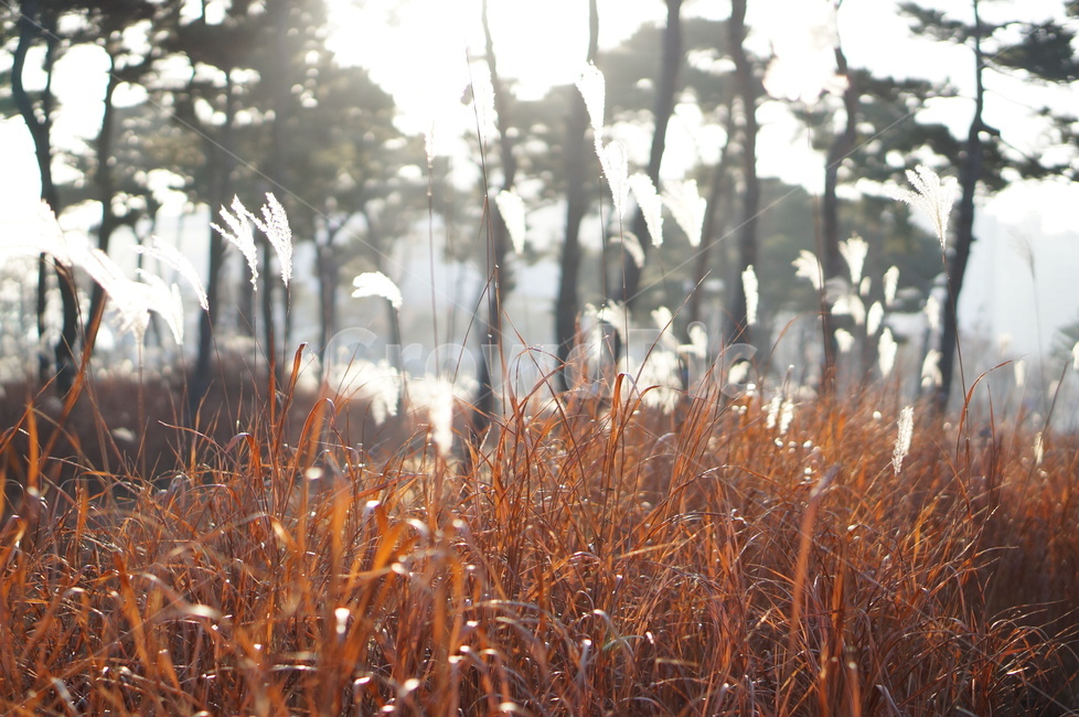 소나무,숲,억새,햇빛,풍경,겨울,plant,식물,grass,잔디,lawn,reed,갈대