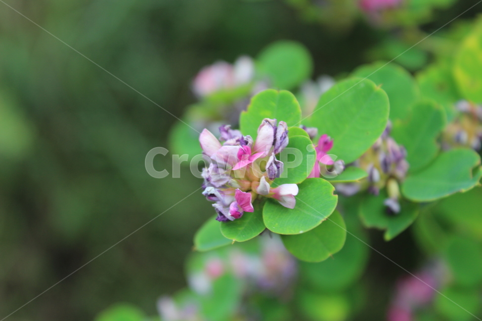 blossom,꽃,plant,식물,flower,식물,자연,plants,nature,꽃,flower