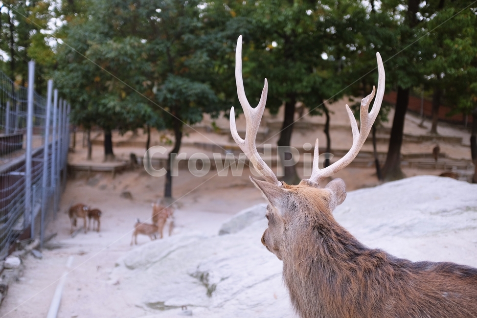사슴,숫사슴,사슴뿔,녹용,동물원,사슴방사장,공원,deer,animal,동물