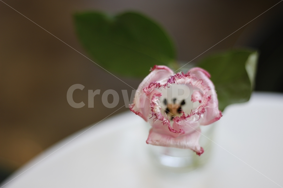 꽃,식물,카페,테이블,인테리어,탁자,감성,봄,flower,plant,cafe,interior,table,spring,blooming,warm,식물,자연,plants,nature,꽃,flower