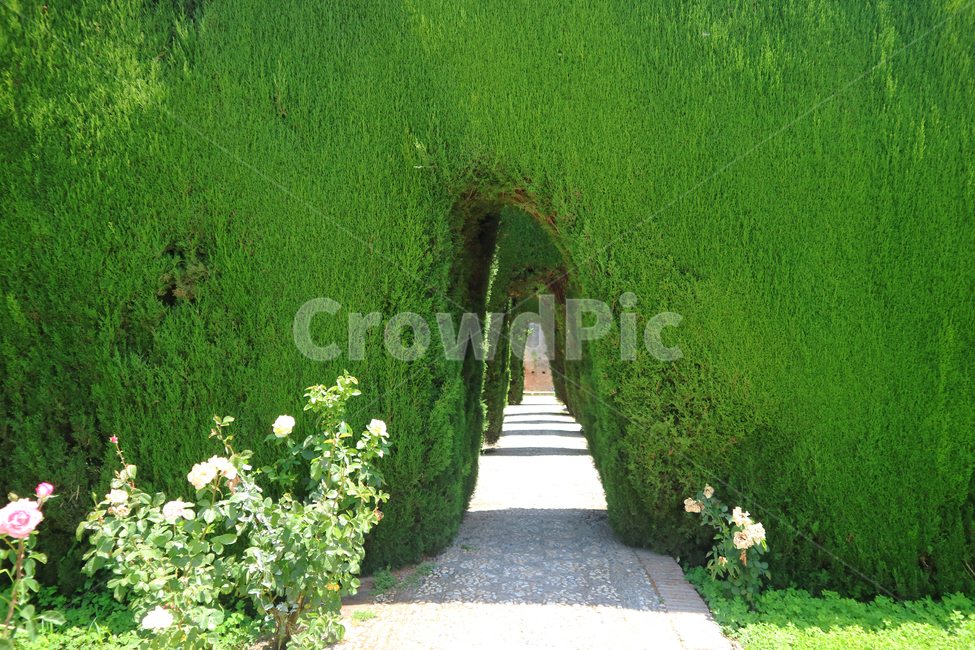 outdoors,옥외,식물,plant,녹색,green,자연,natural,배경,garden,park,공원,꽃,flower,floral,잔디,grass,유럽,여행,유럽여행,관광,정원,알함브라,그라나다,스페인