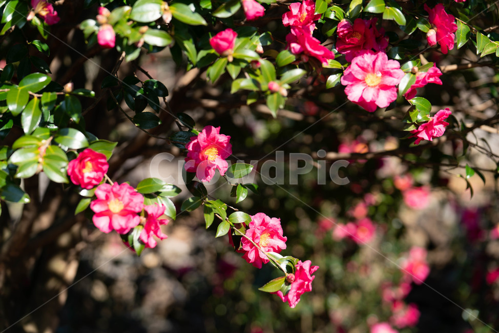 flower,꽃,식물,꽃잎,동백꽃,겨울동백,제주동백,식물,자연,plants,nature,꽃,flower