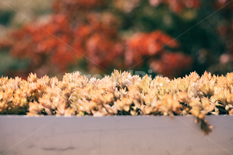 식물,plant,다육이,자연,nature
