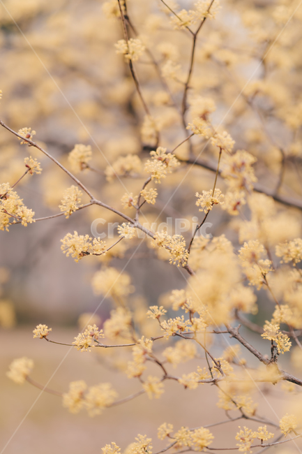 봄,꽃,blossom,flower,산수유,감성,색깔,색상,색채,color,감성사진,봄,계절,spring,season,식물,자연,plants,nature,꽃,flower
