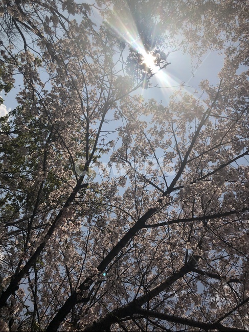 벚꽃,벚꽃나무,나무,하늘,봄