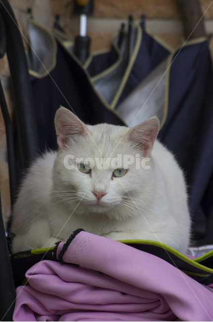 고양이,흰고양이,양이,동물,애완동물,동물,animal,포유류,mammal,고양이,cat,kitten,kitty