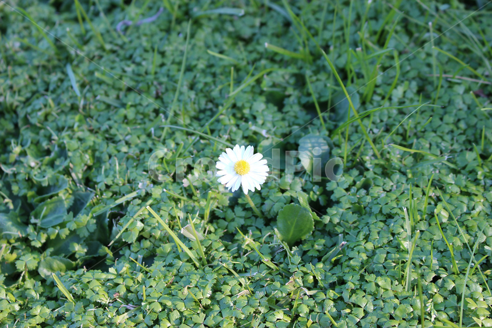 plant,식물,daisies,blossom,꽃,flower,daisy,데이지,들꽃,풀,식물,자연,plants,nature,꽃,flower