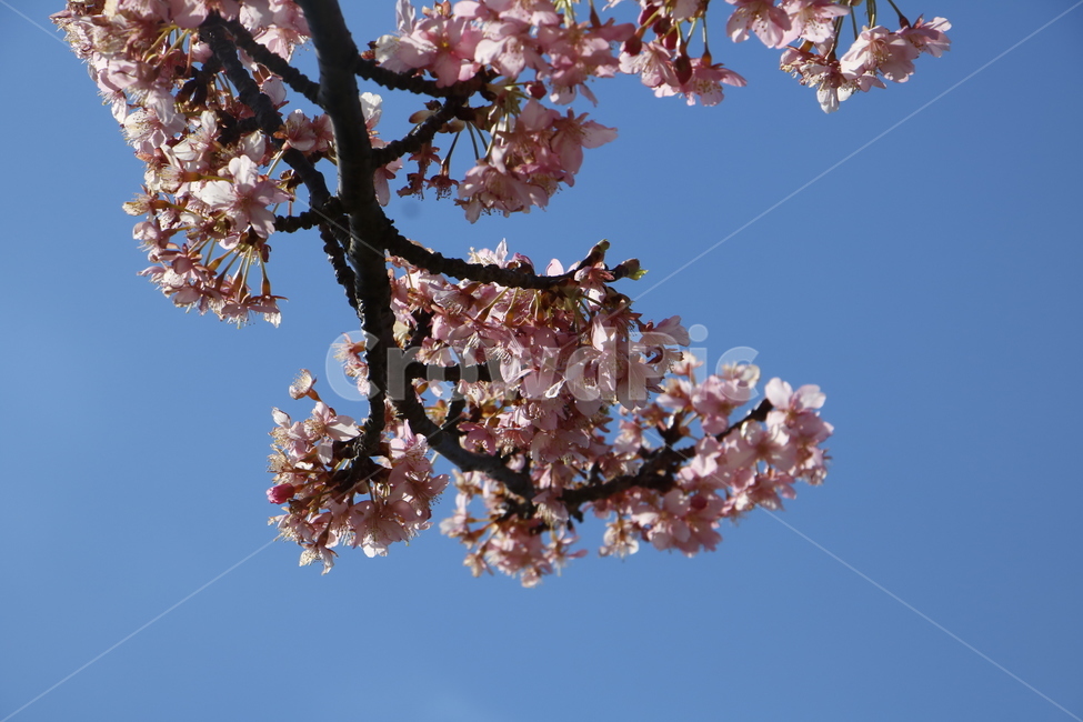 하늘,꽃,벚꽃,카와즈사쿠라,봄,봄꽃,자연,풍경,식물,봄,계절,spring,season,식물,자연,plants,nature,꽃,flower,plant,blossom,cherry blossom
