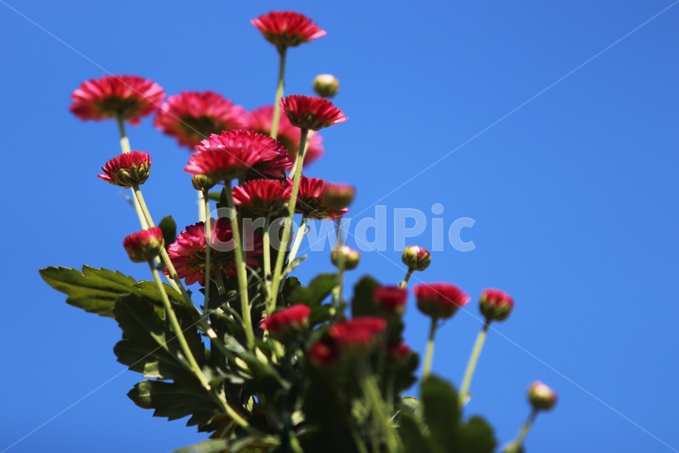 plant,식물,가을,꽃,국화,자연,식물,자연,plants,nature,꽃,flower