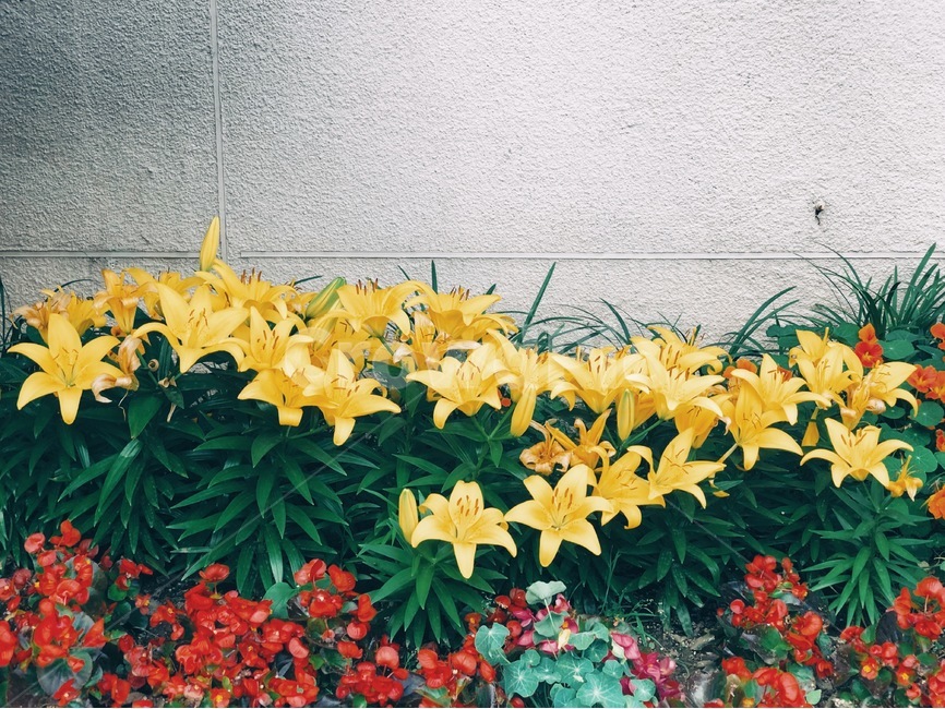 꽃,flower,식물,plant,자연,nature,감성,식물,자연,plants,nature,꽃,flower
