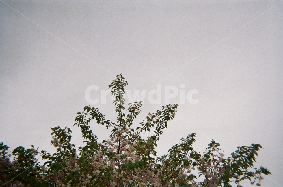 흐린하늘,나무,꽃,하늘,흐림,먹구름,식물,자연,plants,nature