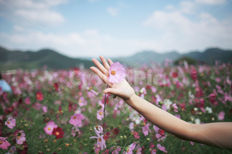 코스모스,여자,꽃놀이,가을,손,식물,자연,plants,nature,꽃,flower,사람,인물,인간,human,person,여성,여자,woman,female,lady