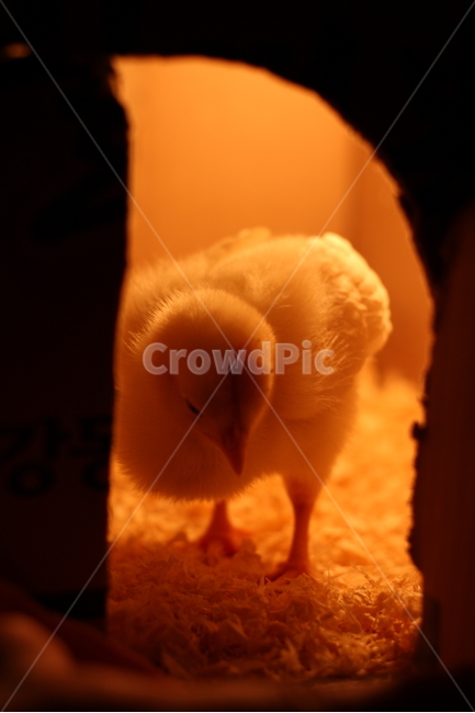 병아리,새끼,노랑,닭,동물,조류,전구,새,animal,birds,아기,농장,애완동물,백열전구,귀여운,감성,감정,feeling,sensible,emotion,박스,어린,애기,털,백열등,삐약,체험,모이,부리,벼슬,휴식,look,얼굴,정면,틈,틈새,문,입구,rest,갸우뚱,궁금,호기심,귀염,사랑,톱밥,동물,animal,조류,새,birds