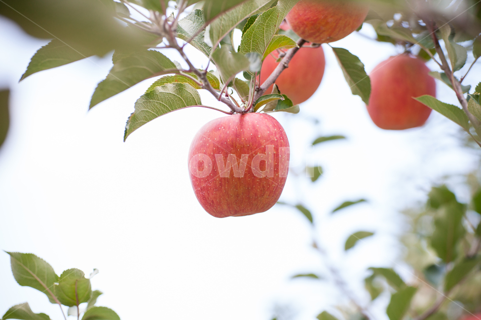 사과,과수원,빨간색,가을,apple,추석,당도최고,건강,비타민c,과실수,자연,자연이준선물,과일,추수,부사,식재료,식품,나무,열매,tree,apples,orchard,autumn,trees,field,background,fruit,organic,branch,green,ripe,fall,red,landscape,sky,natural,crop,leaf,season,farm,grass,farming,sunny,nature,color,healthy,food,fresh,식물,자연,plants,nature,과일,열매,fruit