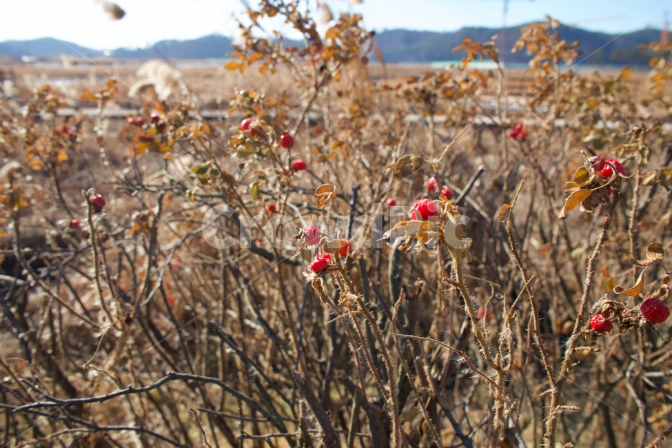 꽃,겨울,갈대,풍경,빨강,겨울,계절,winter,season,식물,자연,plants,nature,꽃,flower