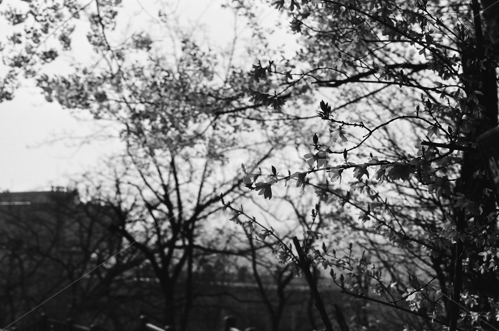 서울,북악산,꽃,벚꽃,필름사진,흑백사진,감성사진,seoul,flower