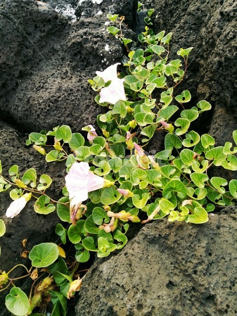 니팔꽃,바위,꽃,flower,식물,식물,자연,plants,nature