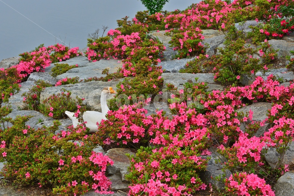 광주,서구,풍암저수지,공원,풍암공원,철쭉,철쭉꽃,오리,물오리,nature,자연,outdoors,옥외,plant,식물,field,들,blossom,flower,꽃