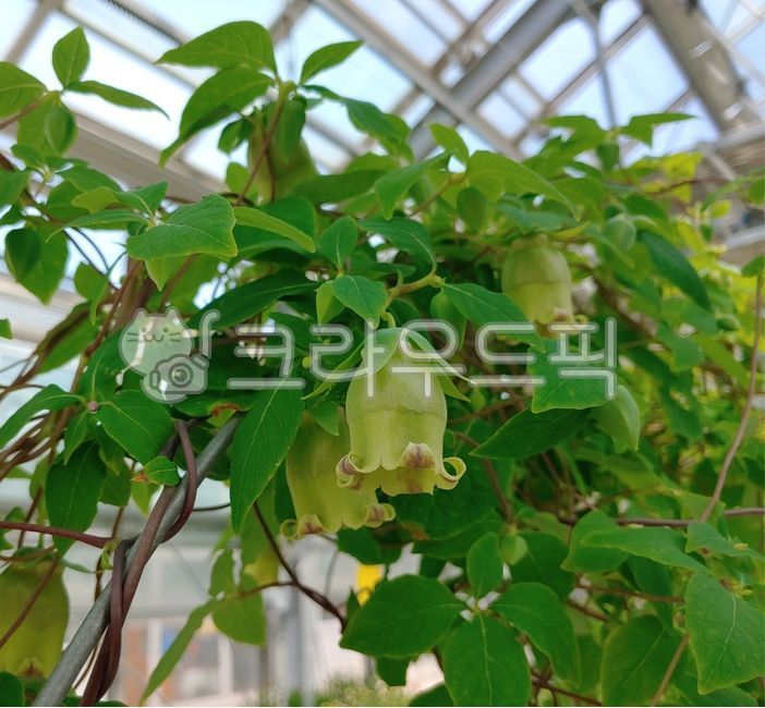 plant, 식물, 더덕, 더덕꽃, 잎, 사진,이미지,일러스트,캘리그라피 - Photo by GJ작가