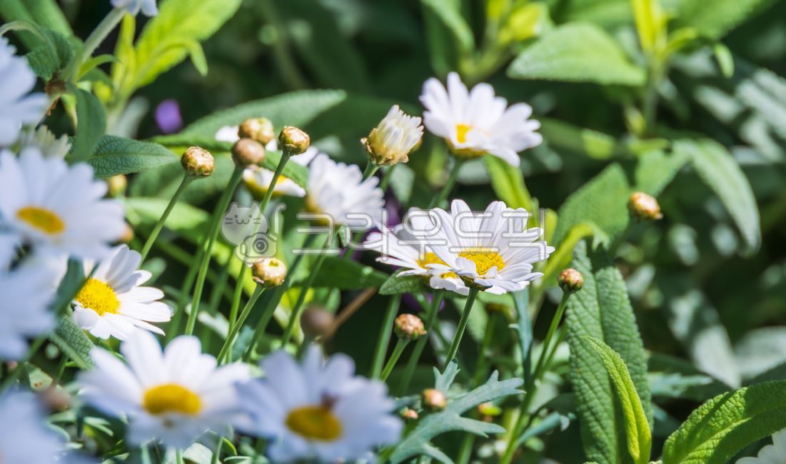 sunshine,marguerite,horticulture variety,spring,red,white,leaves,flowers,flowerbed,Spring,warm,plant,stems,gardening,flower bed,Marigut,flowergarden,yellow,perennial plant,flower garden,petals,astergenus,petal,plants,argyranthemumfrutescens,green,Marigut 