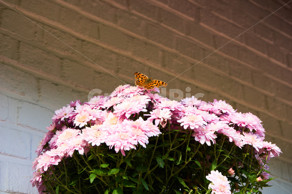 나비,꽃,벽돌,호랑나비,화분,식물,자연,plants,nature,꽃,flower