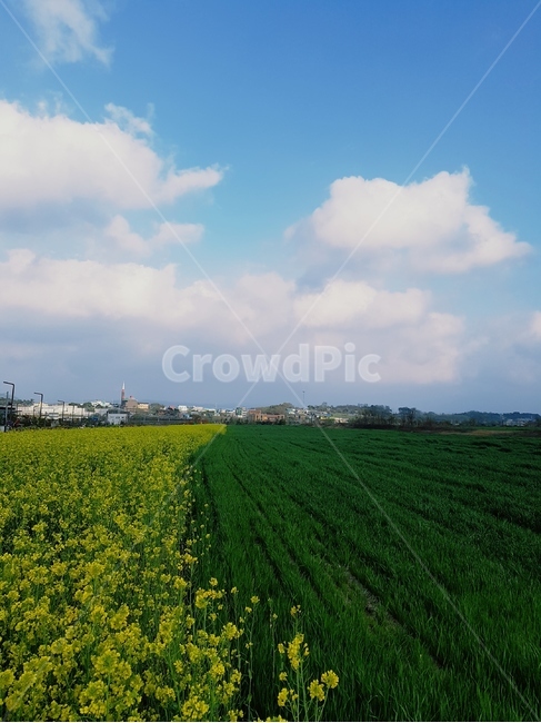 유채꽃,노란색,봄,파랑하늘,풍경,유채밭,자연,풍경,nature,landscape,식물,plants,꽃,flower,grassland,목초지,outdoors,옥외,field,들,farm,농장,rural,농촌,meadow