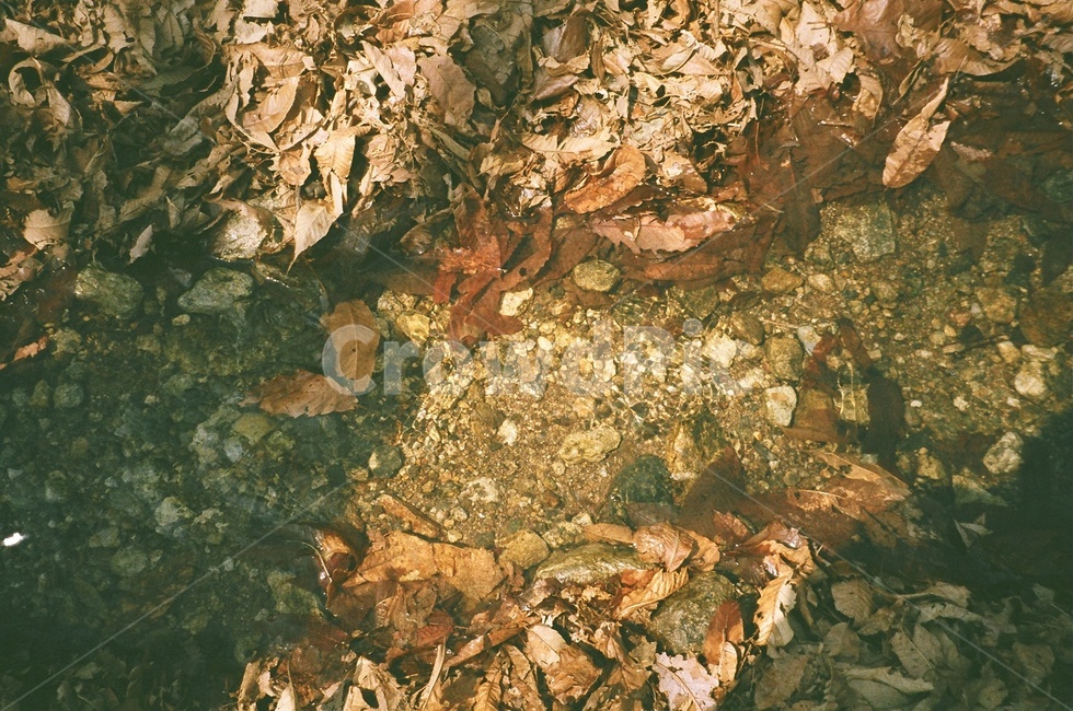 산,광교산,필름카메라,개울가,시냇물,가을,계절,fall,autumn,season,sea,바다,nature,자연,ocean,대양,outdoors,옥외,water,물