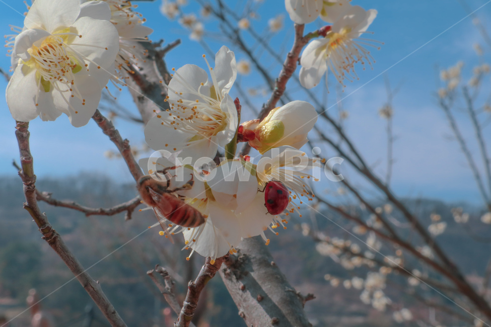 봄,spring,매화,흰매화,매화꽃,매화나무,plum,blossom,흰꽃,white,flower,벌,꿀벌,bee,honeybee,무당벌레,ladybug,식물,plant