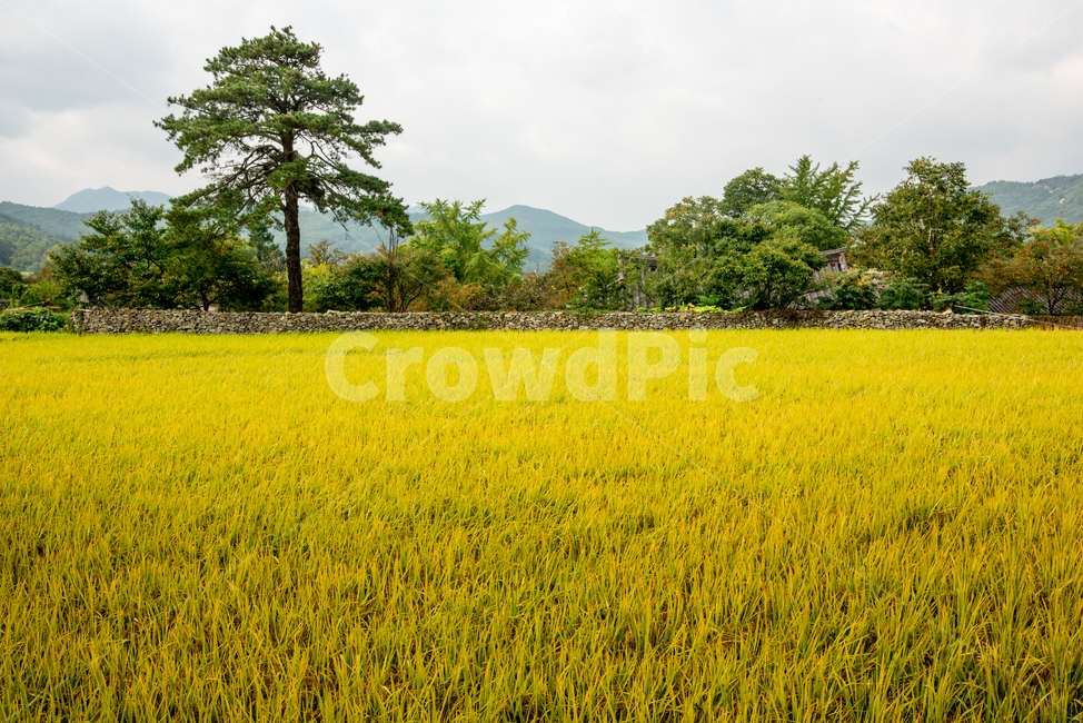외암민속마을,민속마을,전통,초가집,농사,벼,가을,가을,계절,fall,autumn,season