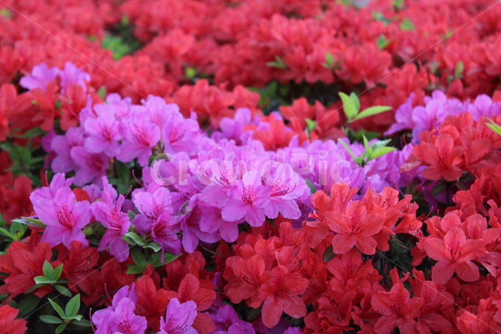 꽃,철쭉,야생화,길꽃,진달래,봄,계절,spring,season,식물,자연,plants,nature,꽃,flower,blossom,geranium,제라늄,plant