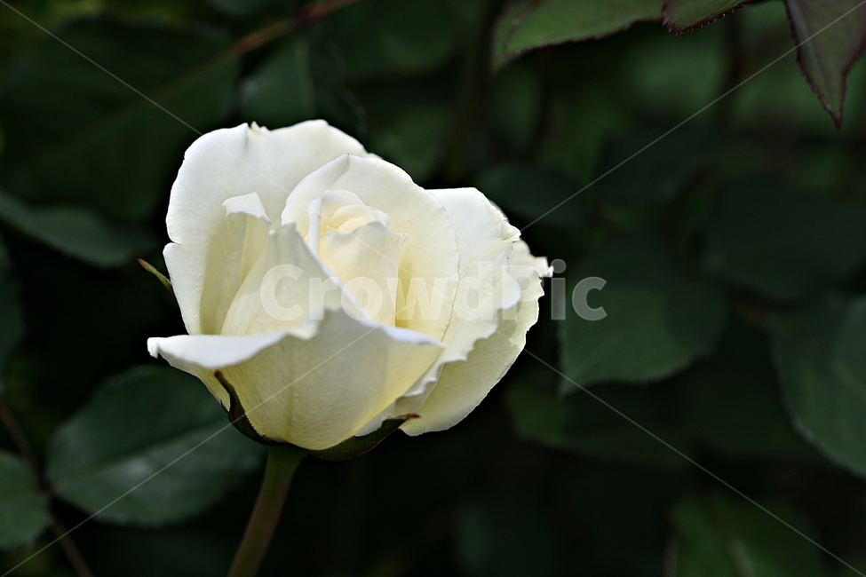 장미,꽃,공원,플라워,봄,식물,식물,자연,plants,nature,꽃,flower