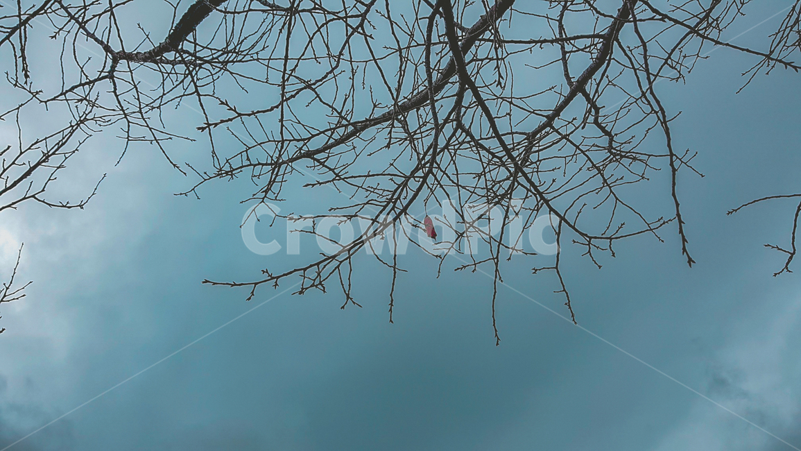 겨울,마지막잎새,나뭇잎,겨울나무,하늘,풍경,landscape,leaf,resleaf,겨울풍경,가을,계절,fall,autumn,season,tree,나무,plant,식물