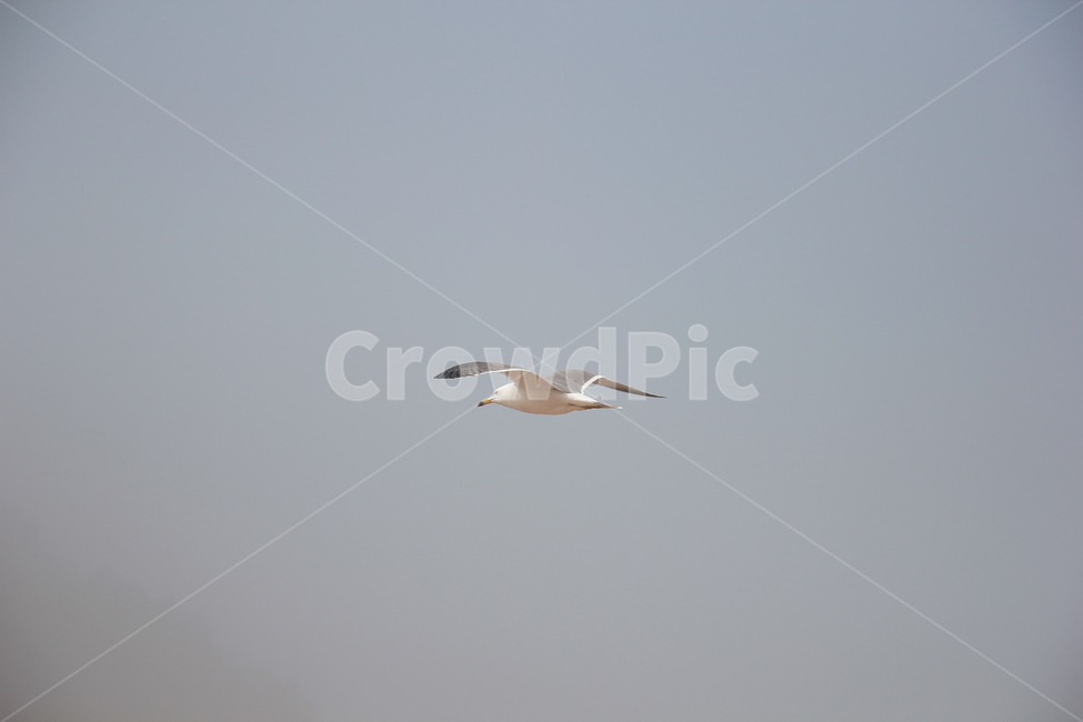 동물,자연,갈매기,새,bird,비행,fly,sky,동물,animal,조류,새,birds