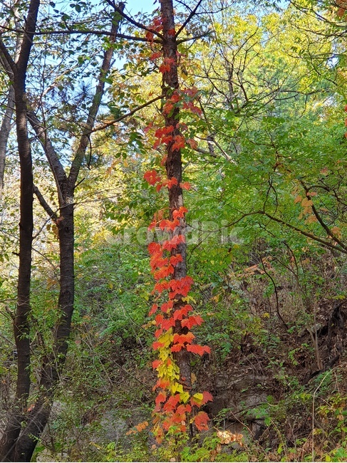 나무담쟁이,숲담쟁이,가을담쟁이,단풍담쟁이,담쟁이덩쿨